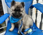 Un Keeshond assis dans une chaise et qui est tenu en laisse 