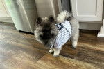 Un Keeshond sur un plancher et portant un habit pour chien 
