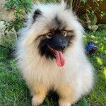 Un Keeshond assis sur une surface gazonnée et ayant la langue pendante