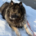 Un Keeshond allongé sur une surface enneigée 