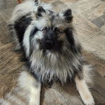 Un Keeshond allongé sur un sol carrelé et portant un harnais 