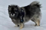 Un Keeshond sur une surface enneigée et portant un harnais 