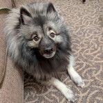 Un Keeshond assis sur une moquette et semblant détendu 