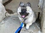 Un Keeshond sur une surface bétonnée et qui est tenu en laisse 