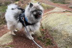 Un Keeshond sur un terrain herbeux et qui est tenu en laisse 