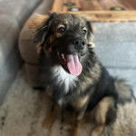 Un Keeshond assis sur une surface bétonnée et ayant la langue pendante