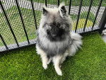 Un Keeshond assis sur du gazon synthétique et regardant vers la caméra 