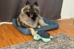Un Keeshond allongé dans un panier et regardant vers la caméra 