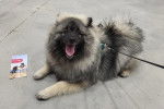 Un Keeshond allongé sur une surface bétonnée et tenu en laisse 