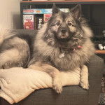 Un Keeshond allongé sur un canapé et portant un collier autour du cou