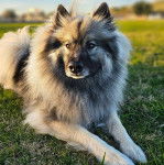 Un Keeshond allongé sur une surface gazonnée et semblant détendu 