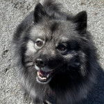 Un Keeshond assis sur une surface bitumée et ayant la gueule ouverte
