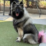 Un Keeshond assis sur une surface gazonnée et portant un collier autour du cou