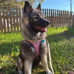 Un Keeshond assis sur une surface gazonnée et qui est tenu en laisse