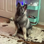 Un Keeshond assis sur un tapis et semblant détendu 