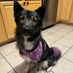 Un Keeshond assis sur un sol carrelé et portant un foulard 