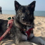 Un Keeshond allongé sur une surface sableuse et qui est tenu en laisse