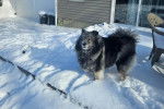 Un Keeshond sur une surface enneigée 