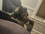 Un Keeshond allongé sur un fauteuil 