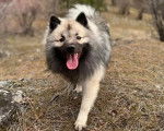 Un Keeshond marchant sur un terrain herbeux et ayant la langue pendante 