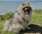 Un Keeshond assis sur une surface herbacée et ayant la langue pendante 