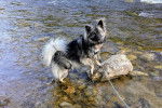 Un Keeshond dans l'eau et qui est tenu en laisse 