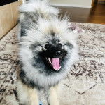 Un Keeshond allongé sur un tapis et ayant la gueule ouverte 