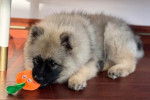 Un Keeshond allongé sur un plancher et ayant une peluche dans sa gueule 