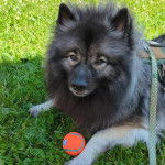 Un Keeshond allongé sur une surface gazonnée et qui est tenu en laisse 