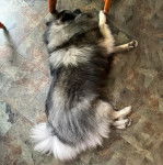 Un Keeshond allongé sur un sol carrelé et semblant détendu 