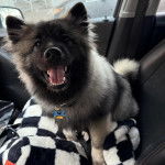Un Keeshond assis sur le siège d'une voiture et portant un collier autour du cou