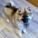 Un Keeshond sur un plancher et regardant vers la caméra 
