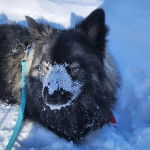 Un Keeshond allongé sur une surface enneigée et qui est tenu en laisse 