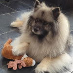 Un Keeshond allongé sur un sol carrelé et semblant détendu