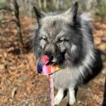 Un Keeshond léchant son museau et qui est tenu en laisse 