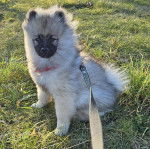 Un Keeshond assis sur une surface herbacée et qui est tenu en laisse 