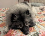 Un Keeshond allongé sur un lit et semblant détendu 