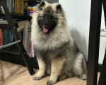 Un Keeshond assis sur un plancher et tirant la langue 
