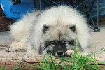 Un Keeshond allongé sur une surface bétonnée et regardant vers la caméra 