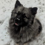 Un Keeshond assis sur une surface enneigée 