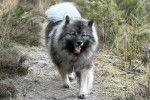 Un Keeshond marchant sur un terrain herbeux et ayant la gueule ouverte  