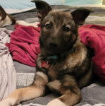 Un Keeshond regardant vers la caméra et portant un collier autour du cou