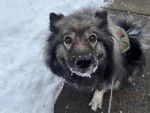 Un Keeshond assis sur une surface bétonnée et qui est tenu en laisse 