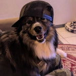 Un Keeshond allongé sur une personne et portant une casquette sur la tête