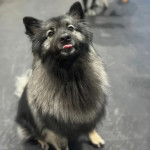 Un Keeshond assis sur une surface bétonnée et tirant la langue 