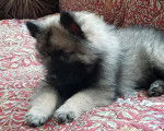 Un Keeshond allongé sur un canapé