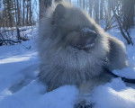 Un Keeshond allongé sur une surface enneigée et qui est tenu en laisse 