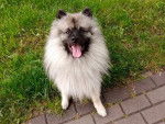 Un Keeshond assis sur une surface gazonnée et tirant la langue 