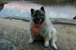 Un Keeshond regardant vers la caméra et portant un harnais 