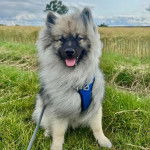 Un Keeshond assis sur un terrain herbeux et qui est tenu en laisse 